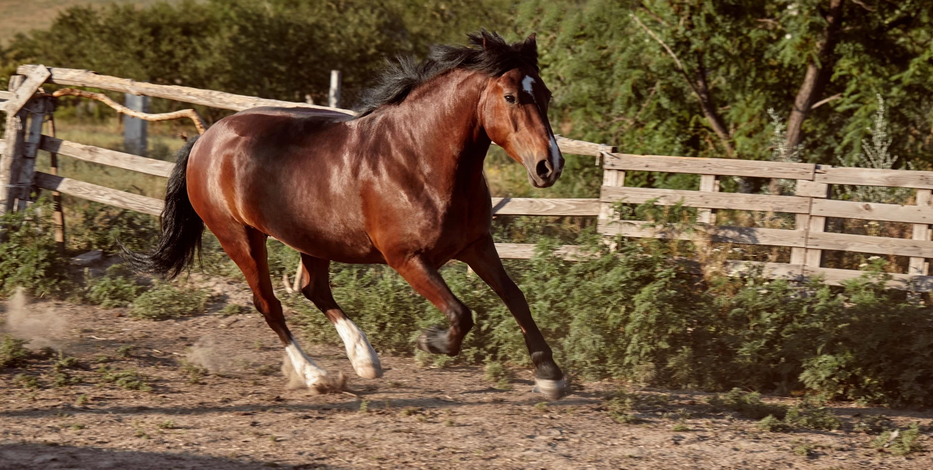 COOPEROESTE EQUINO SUPREME 12% S